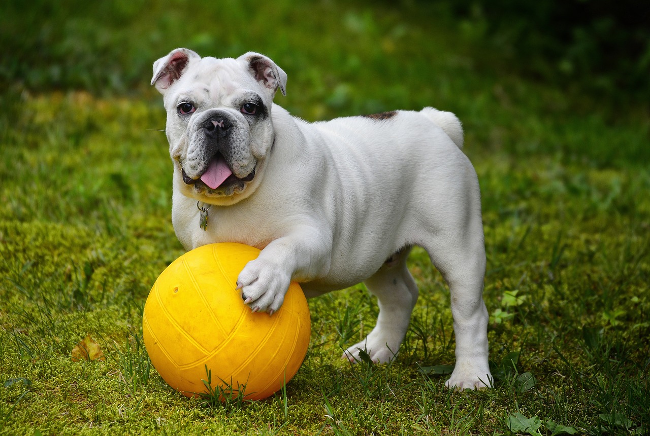 Diga adiós a los residuos plásticos con bolsas para excrementos de perros solubles en agua